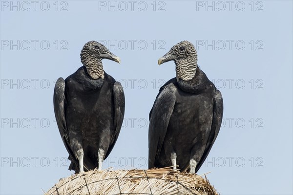 American Black Vultures