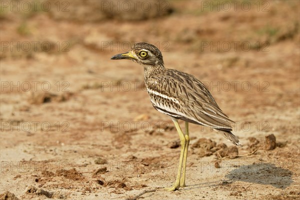 Indian Stone-curlew