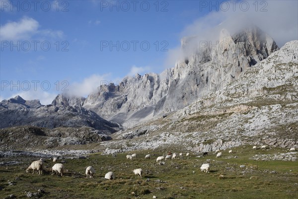 Domestic Sheep