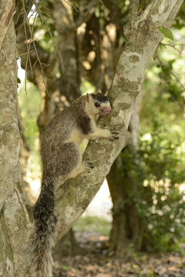 Grizzled Giant Squirrel