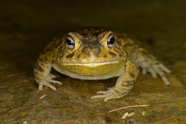 Eastern Olive Toad