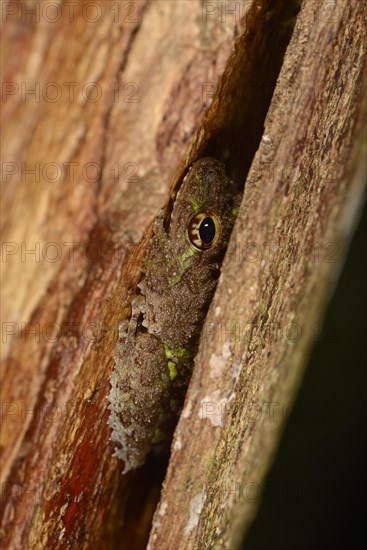 Tubercle Shrub Frog