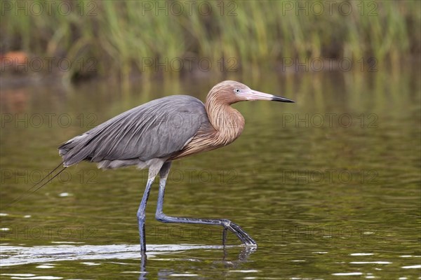 Reddish Egret