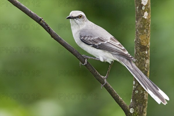 Tropical Mockingbird