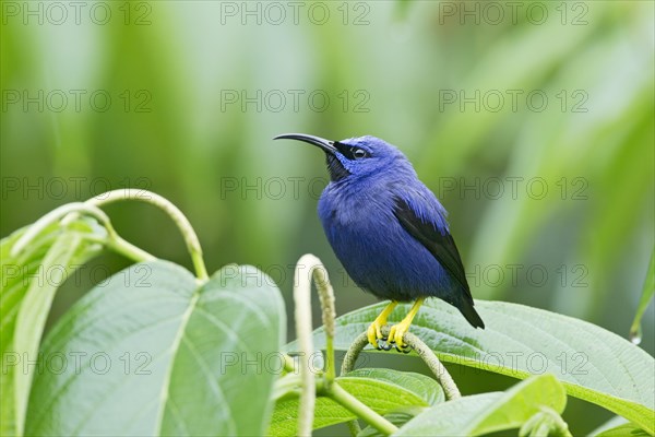 Purple Honeycreeper