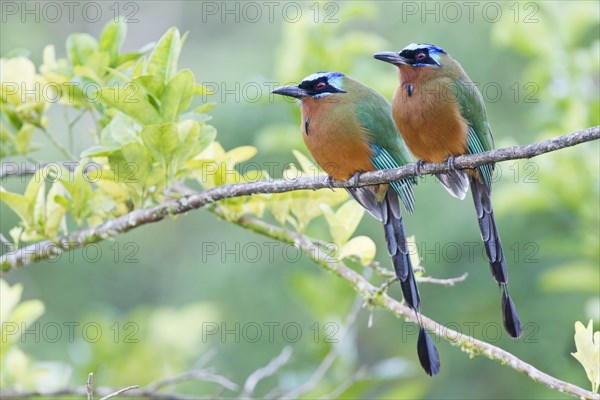 Trinidad Motmot