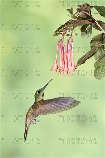 Fawn-breasted Brilliant