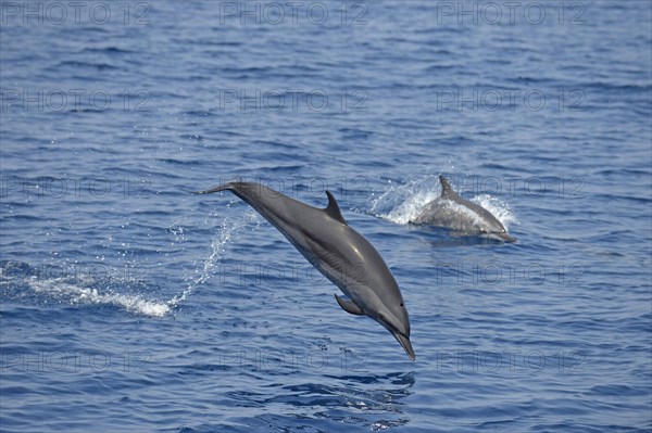 Spinner Dolphins