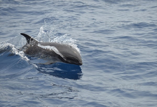 Melon-headed Whale