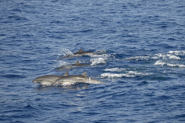 Fraser's Dolphins