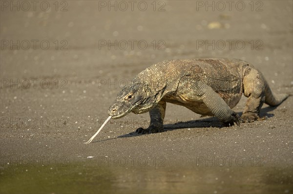 Komodo Dragon