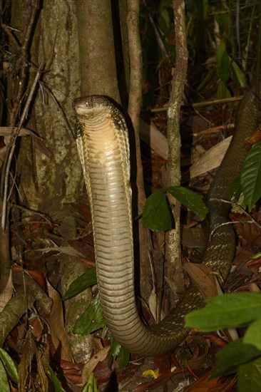 King Cobra