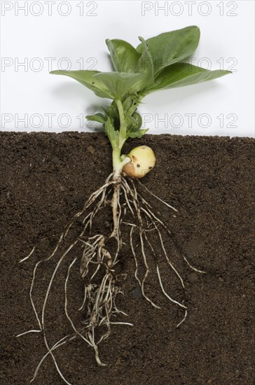 Young broad bean plant