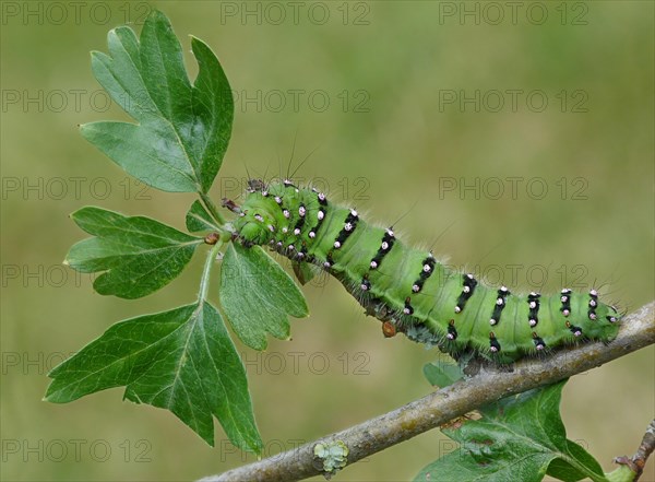 Emperor Moth