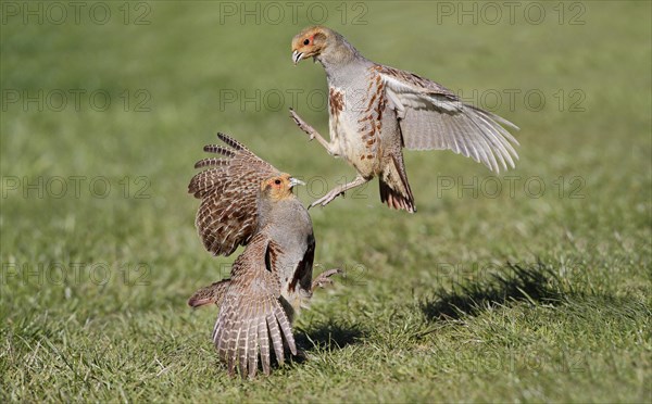 Grey Partridge