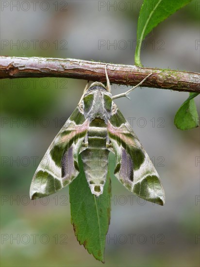 Oleander Hawk Moth