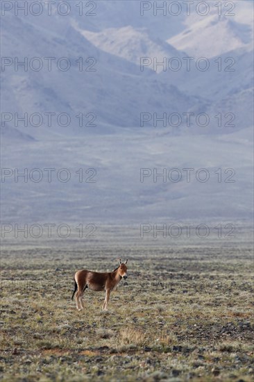 Asiatic Wild Ass