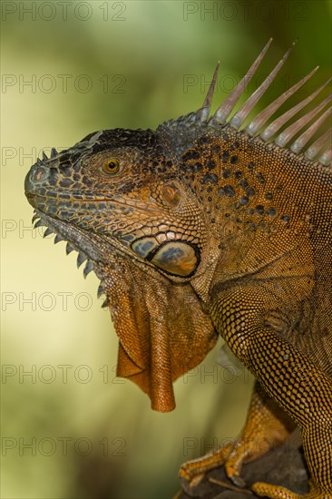 Green Iguana