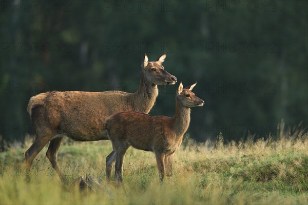 Red Deer