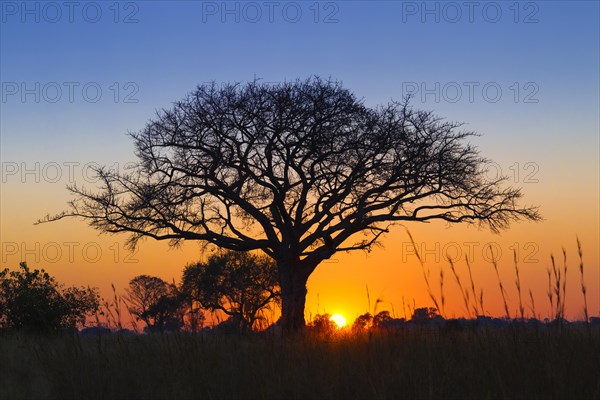 Silhouette of umbrella thorn acacia