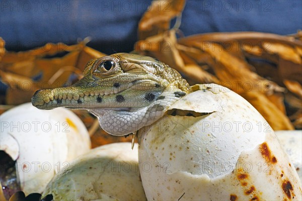 West African slender-snouted crocodile