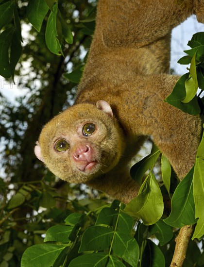 Bosman's potto