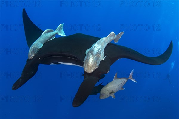 Pelagic manta ray