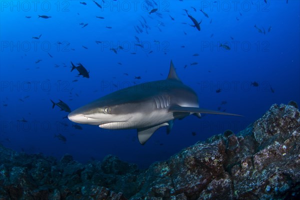 Galapagos shark