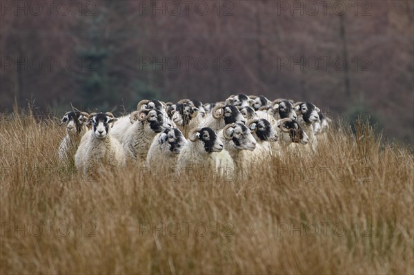 Swaledale