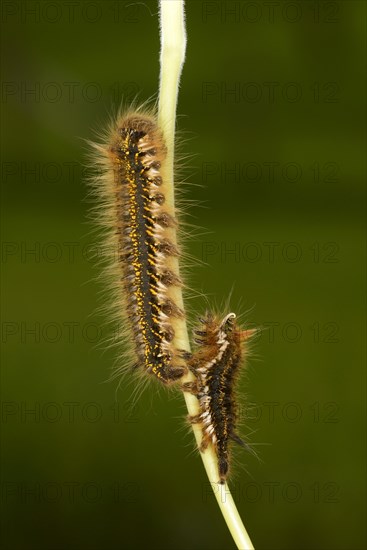 Drinker Moth