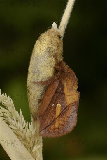 Drinker Moth