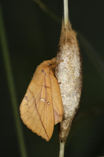 Drinker Moth