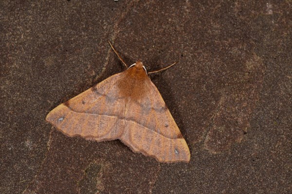 Feathered Thorn Moth