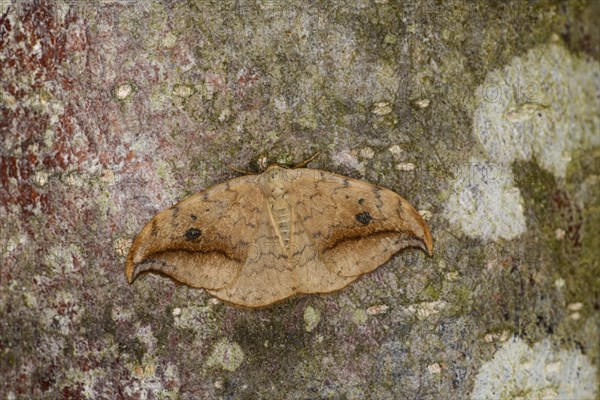 Pebble Hook-tip Moth