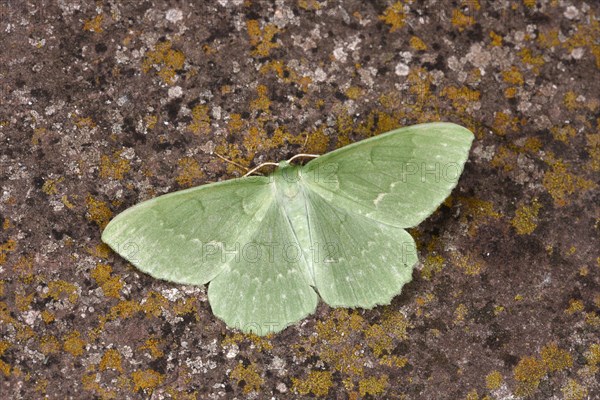 Large Emerald Moth