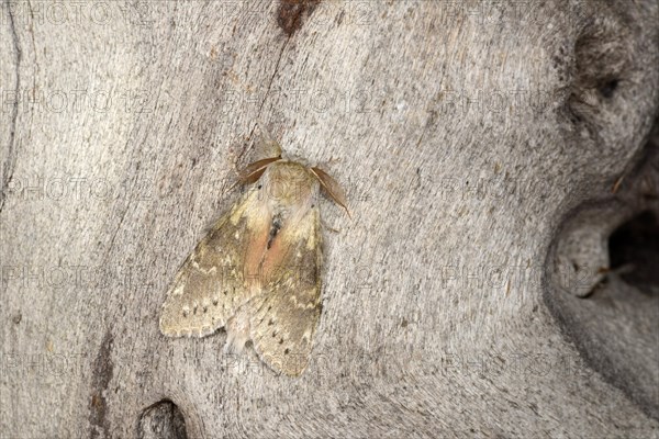 Lobster Moth