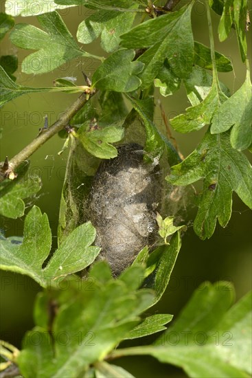 Oak Eggar