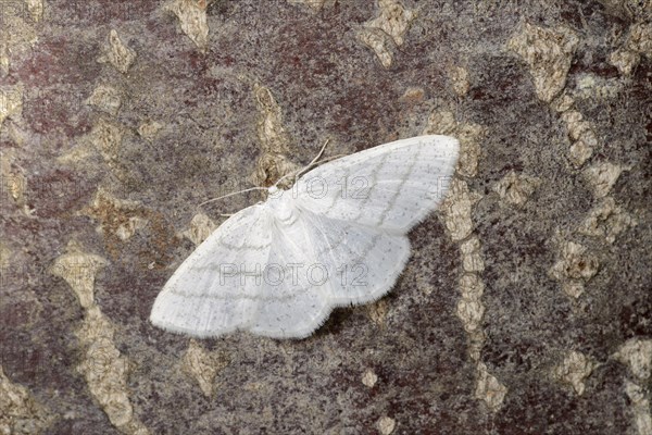 Common White Wave Moth