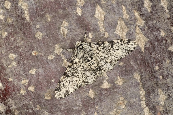 Peppered Moth