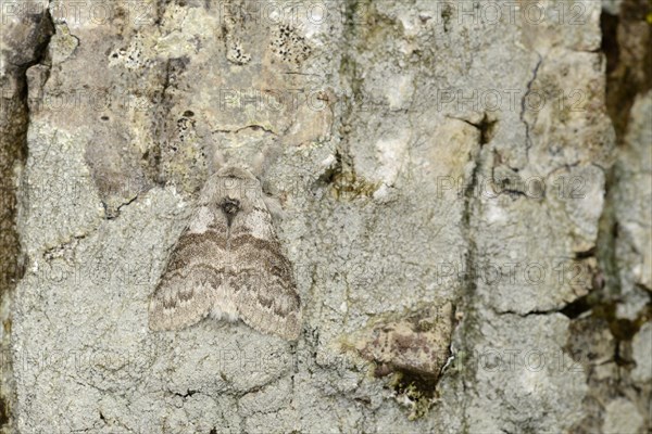 Pale Tussock