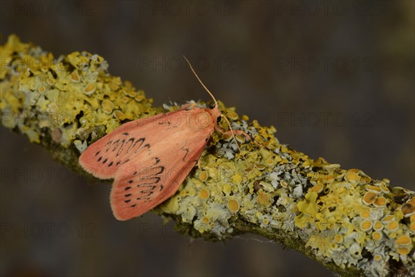 Rosy Footman Moth