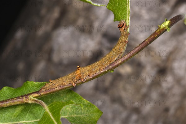 Rosy Underwing Moth