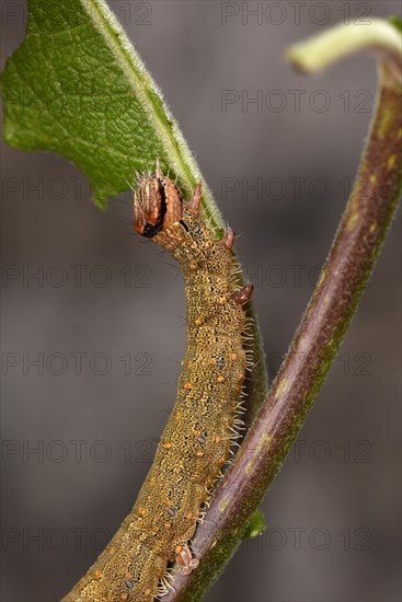 Rosy Underwing Moth