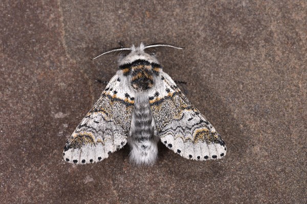 Sallow Kitten Moth