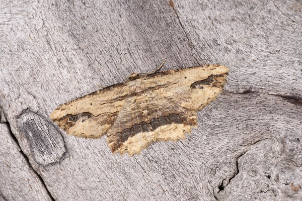 Waved Umber Moth