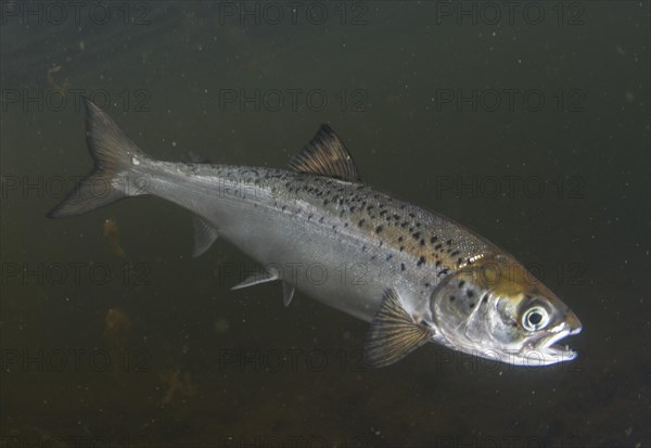 Atlantic salmon