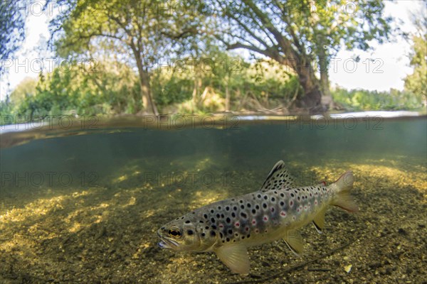 Brown trout