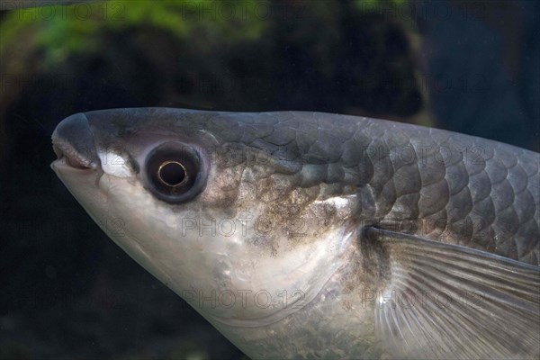 Thick Lipped Mullet