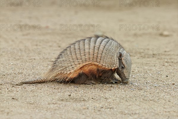 Big Hairy Armadillo