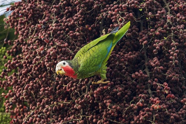 Cuban Parrot